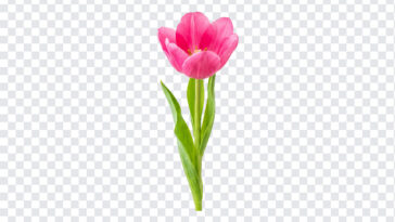 Pink Tulip Spring Flower Bloom Isolated Transparent PNG, realistic style, perfect for floral designs, transparent background PNG.