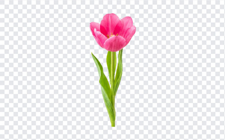 Pink Tulip Spring Flower Bloom Isolated Transparent PNG, realistic style, perfect for floral designs, transparent background PNG.