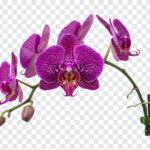 Purple Orchid Exotic Flower Isolated Transparent PNG, vibrant floral design, perfect for digital art and botanical projects, transparent background PNG.