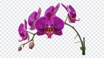 Purple Orchid Exotic Flower Isolated Transparent PNG, vibrant floral design, perfect for digital art and botanical projects, transparent background PNG.
