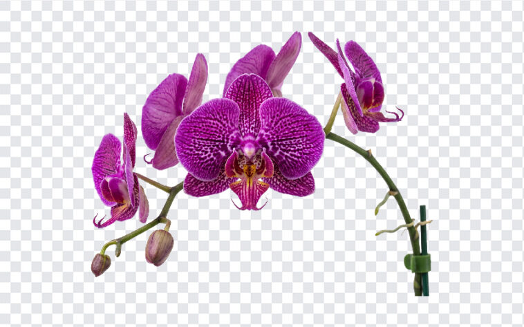 Purple Orchid Exotic Flower Isolated Transparent PNG, vibrant floral design, perfect for digital art and botanical projects, transparent background PNG.