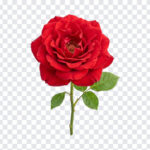 Red Rose Bloom Isolated Transparent PNG, realistic floral design for digital art and crafts, transparent background PNG.