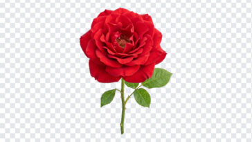 Red Rose Bloom Isolated Transparent PNG, realistic floral design for digital art and crafts, transparent background PNG.