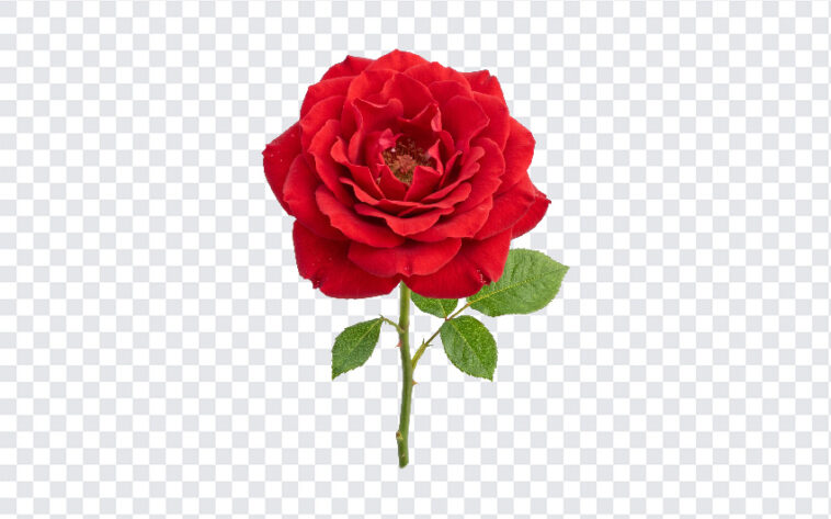 Red Rose Bloom Isolated Transparent PNG, realistic floral design for digital art and crafts, transparent background PNG.