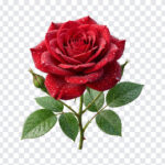 Red Rose Flower Transparent PNG with realistic style, perfect for romantic designs, transparent background PNG.