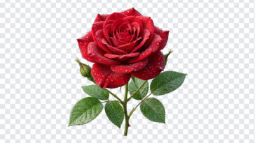 Red Rose Flower Transparent PNG with realistic style, perfect for romantic designs, transparent background PNG.