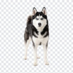 Siberian Husky Blue Eyes Isolated Portrait PNG, realistic style, perfect for pet projects, transparent background PNG.