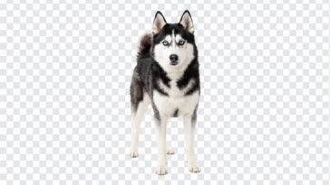 Siberian Husky Blue Eyes Isolated Portrait PNG, realistic style, perfect for pet projects, transparent background PNG.