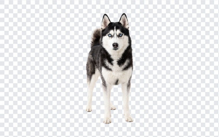 Siberian Husky Blue Eyes Isolated Portrait PNG, realistic style, perfect for pet projects, transparent background PNG.