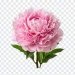 White Daisy Flower Yellow Center Isolated Transparent PNG, realistic floral design for digital art projects, transparent background PNG.