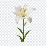 White Lily Flower Bloom Isolated Transparent PNG, realistic style for floral designs, transparent background PNG.