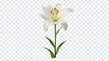 White Lily Flower Bloom Isolated Transparent PNG, realistic style for floral designs, transparent background PNG.