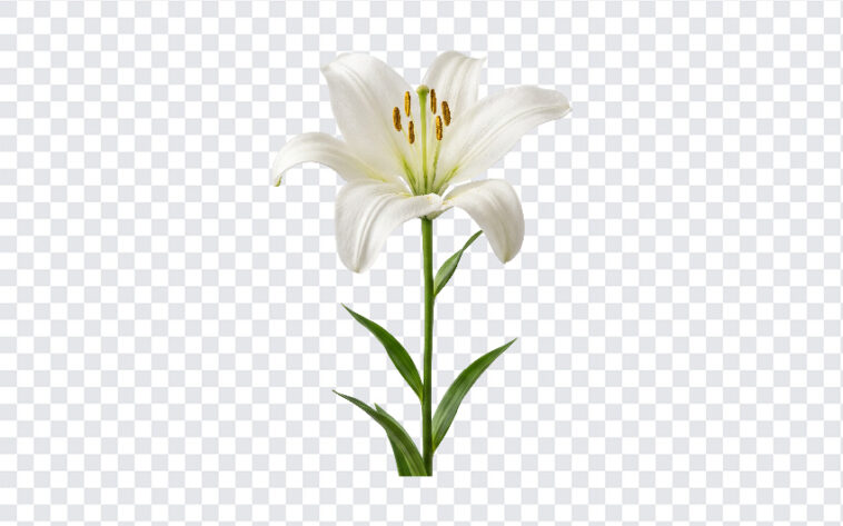 White Lily Flower Bloom Isolated Transparent PNG, realistic style for floral designs, transparent background PNG.