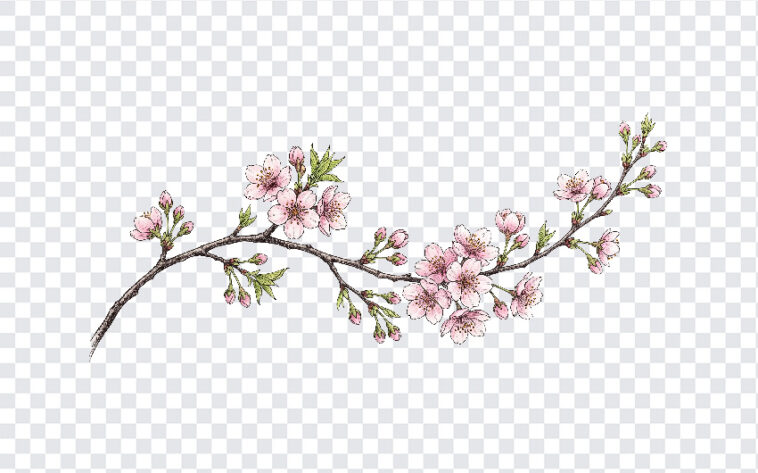 Cherry Blossom Branch Pink Transparent PNG with delicate flowers, ideal for spring designs, transparent background PNG.
