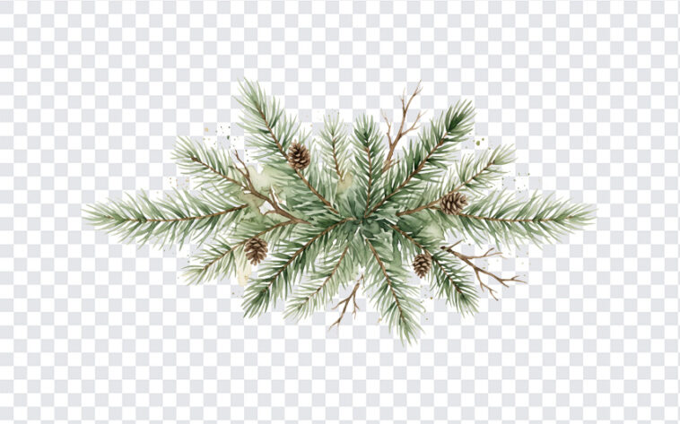 Watercolor Christmas Tree Branches PNG with artistic style for holiday designs, transparent background PNG.