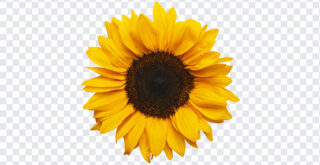 Sunflower, Sunflower PNG, PNG, PNG Images, Transparent Files, png free, png file,